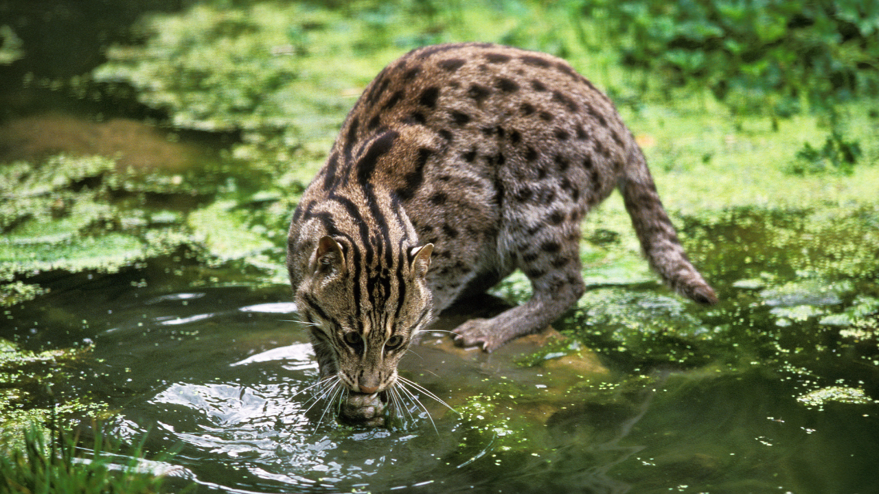 スナドリネコの生息する湿地