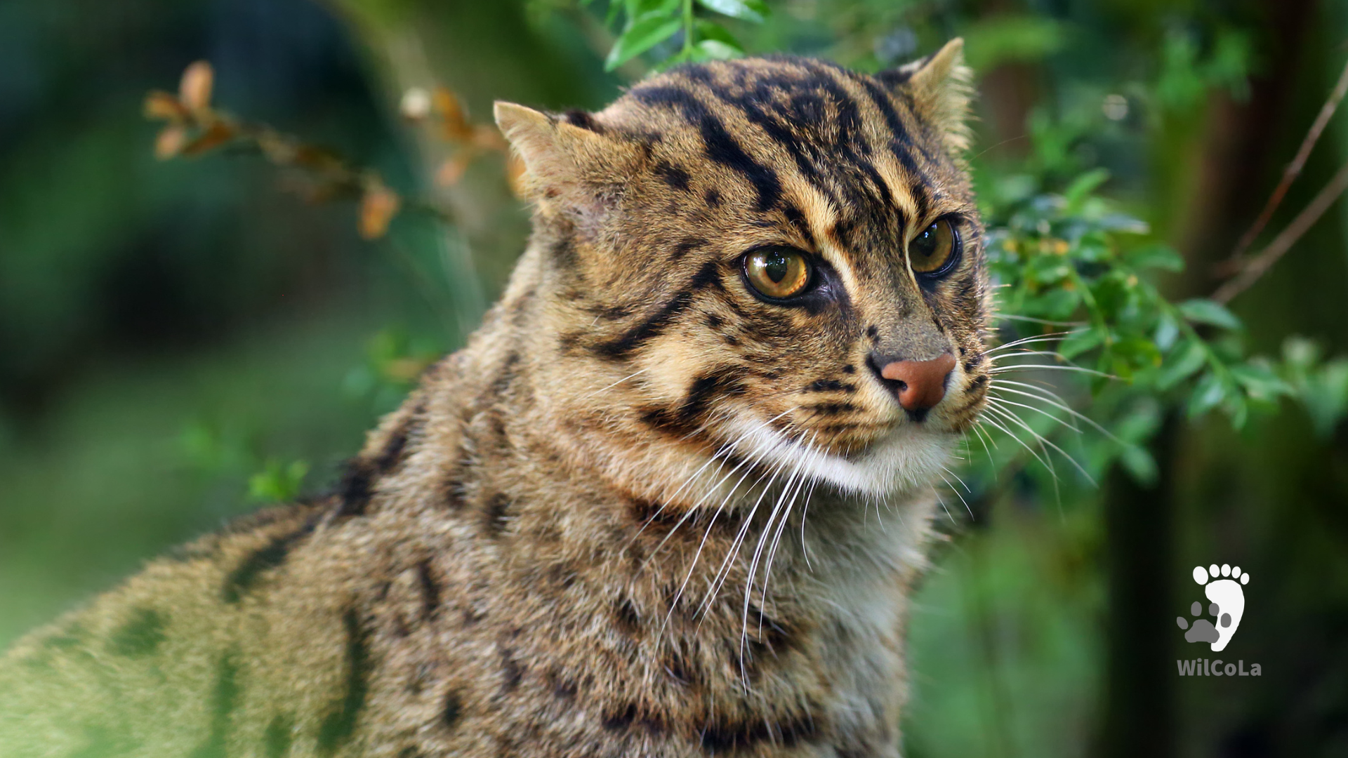 アジアの野生動物