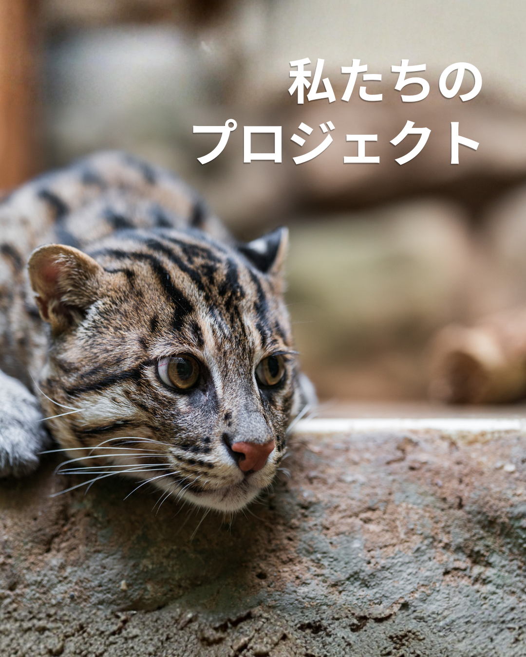 私たちのプロジェクト